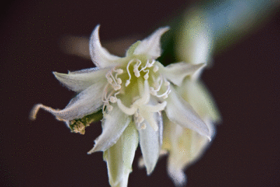 Lepismium lumbricoides Blüte