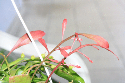 ssp. ramulosa