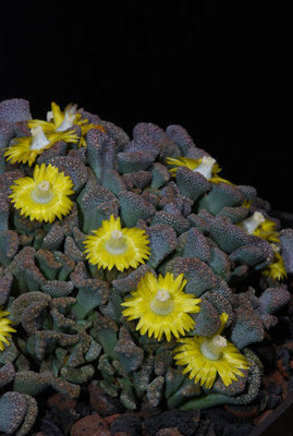 Titanopsis calcarea 03.jpg