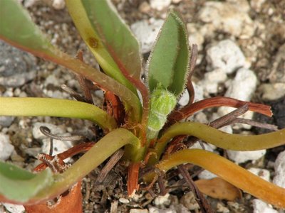 Pelargonium radicatum Anfang April