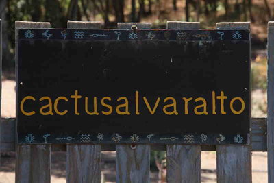 cactusalvaralto.JPG