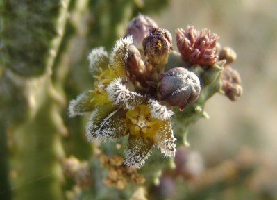 Caralluma burchardii.jpg