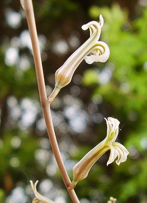 Haworthia scabra (2a).jpg