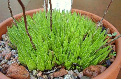 Haworthia 1996-26 (2a).jpg