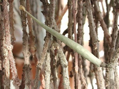 Cynanchum marnierianum Fruit.JPG