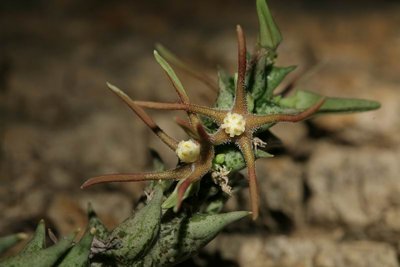 Orbea wissmannii ssp parviloba (AlFarsi A254) (FH07,206) 001.JPG