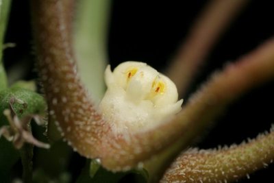 Orbea wissmannii ssp parviloba (AlFarsi A254) (FH07,206) 005.JPG