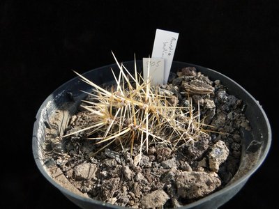Austrocactus bertinii HPT 905 2011 April25-79.jpg