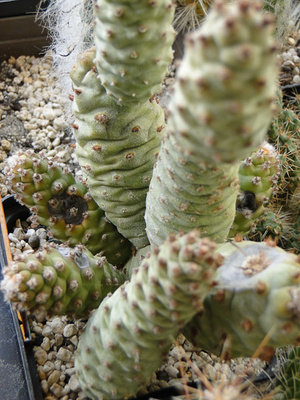 Krankheit Tephrocactus articulatus 2012 März06.jpg