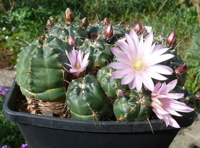 090 P1080577 Echinocereus knippelianus.JPG