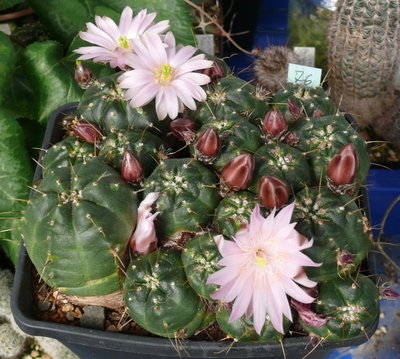 096 P1080590 Echinocereus knippelianus.JPG