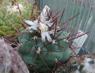 094 P1080587 Thelocactus hexaedrophorus.JPG