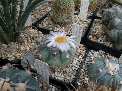 093 P1080586 Echinocactus horizonthalonius weiß blühende Form.JPG