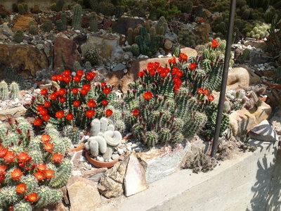 104 P1060764 winterharte Echinocereen.JPG