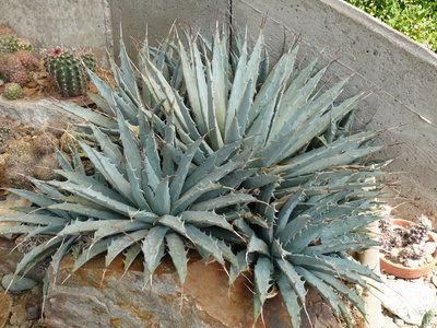 114 P1060776 winterharte Agave.JPG