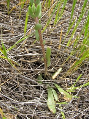 Dudleya blochmaniae subsp. blochmaniae