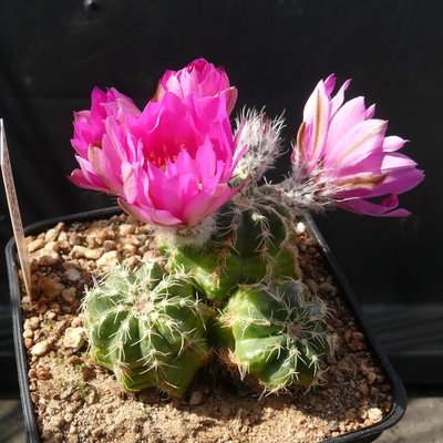 128 P1080654 Echinocereus pulchellus ssp. acanthosetus.JPG