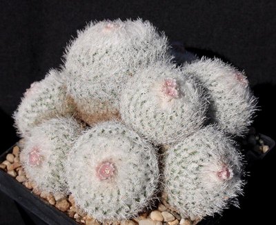 Epithelantha micromeris_3001-b.jpg