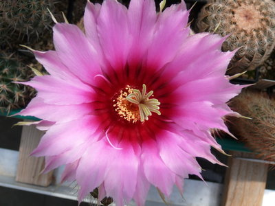 143 P1080678 Echinocereus fitchii, Starr Co. Texas.JPG