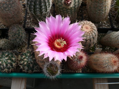 141 P1080677 Echinocereus fitchii, Starr Co. Texas.JPG