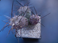 Tephrocactus alexandrii