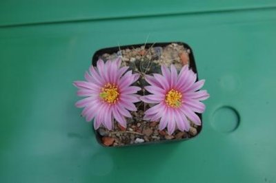 Echinocereus knippelianus 1.jpg