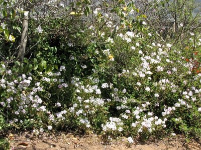 Pelargonium echinatum