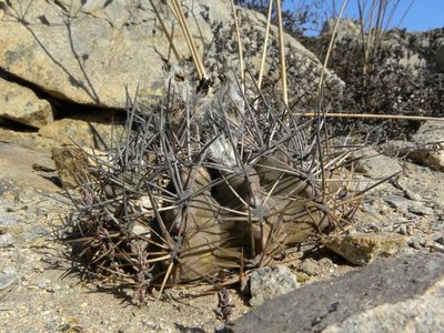 Eriosyce crispa v. huascensis - nördlich Huasco