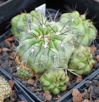 Copiapoa pseudoechinus.jpg