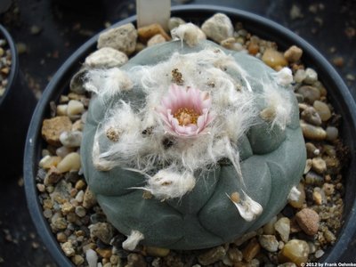 Lophophora williamsii ssp. grymii Typ Huizache