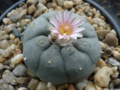 Lophophora williamsii var. pluricastata