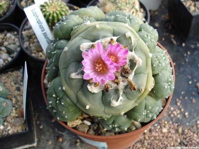 Lophophora jourdaniana