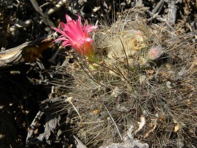 Neoporteria villosa - Huasco