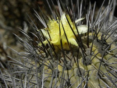 Copiapoa dealbata var.carrizalensis