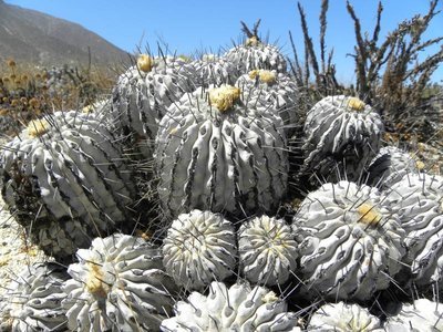 Copiapoa dealbata - altes Polster