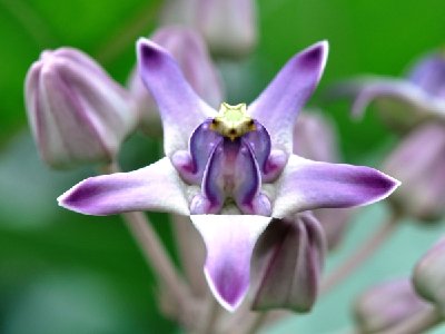 3 Calotropis gigantea_600.jpg