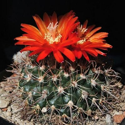 Parodia 2011 001.JPG