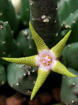 Stapelia flavopurpurea _1.JPG