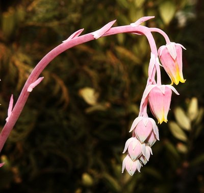 Echeveria elegans 2010-257 (3a).jpg