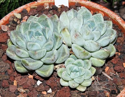 Echeveria elegans 2010-259 (2a).jpg