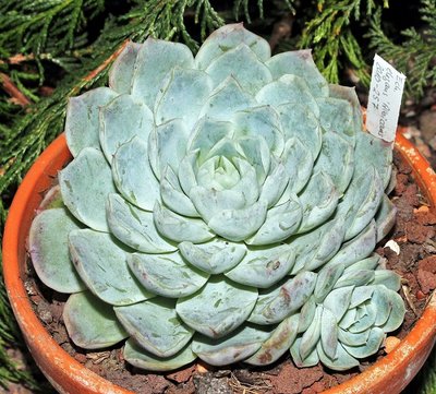 Echeveria elegans 2010-257 (1a).jpg