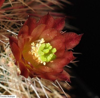 Echinocereus 135.JPG