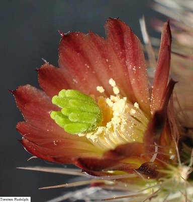 Echinocereus 110.JPG