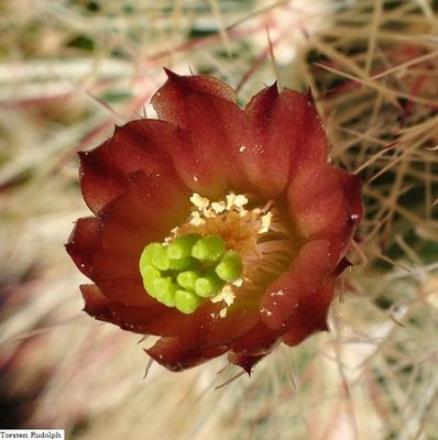 Echinocereus 086.JPG