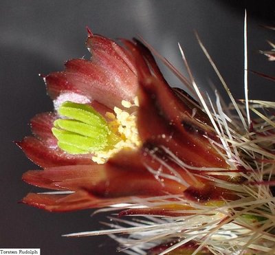 Echinocereus 077.JPG