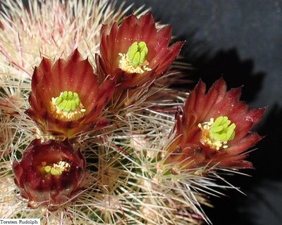 Echinocereus 024.JPG