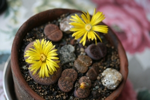 Lithops aucampiae Blüte lesliei _v. hornii.JPG