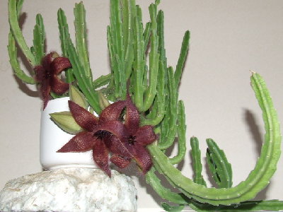 stapelia_hirsuta_bluehend.jpg