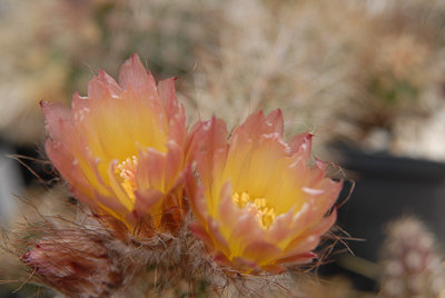 Austrocactus HPT 901 2012 Mai17.jpg