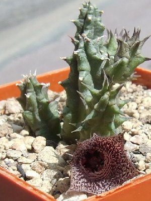 huernia_whitesloaneana_bluehend (PS).jpg